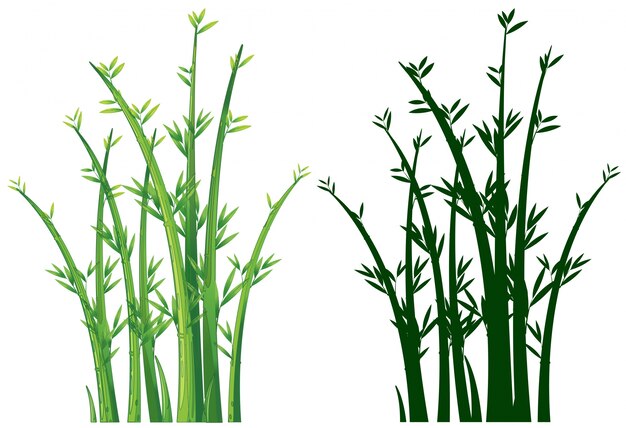 Árboles de bambú en verde