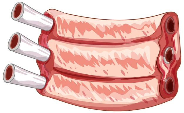 Realistic Vector Illustration of Raw Pork Ribs