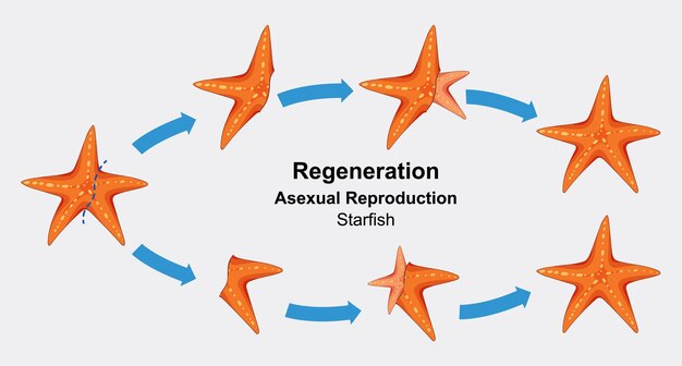 Regeneración de las estrellas de mar y reproducción asexual