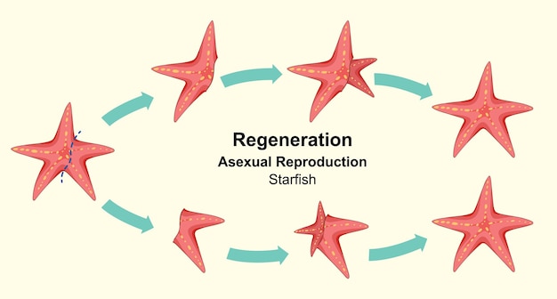Regeneración de las estrellas de mar y reproducción asexual