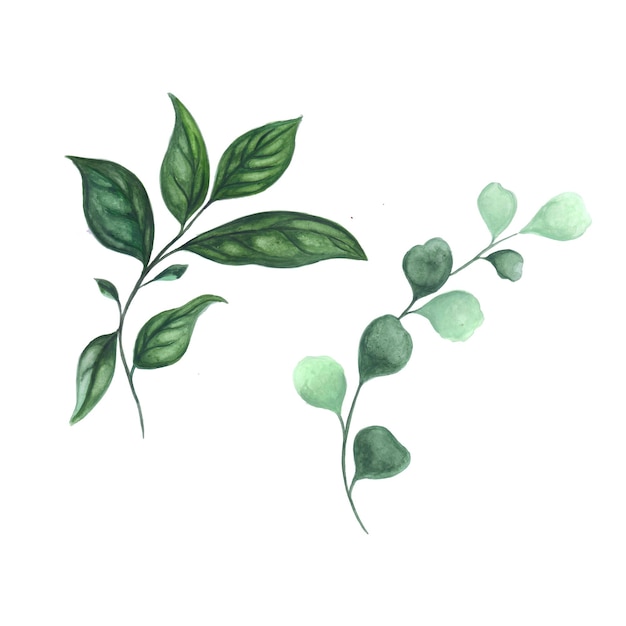 Resumen hojas elemento verde acuarela fondo ilustración alta resolución Foto gratis