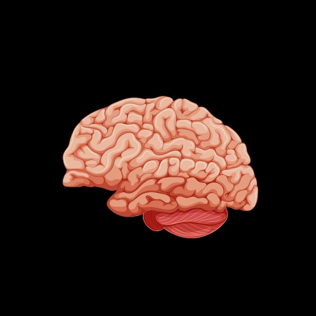 Órgano interno humano con cerebro