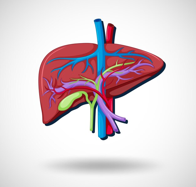 Órgano interno humano con hígado