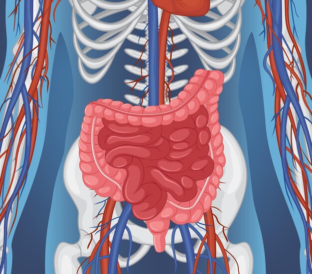 Órgano interno humano con intestino