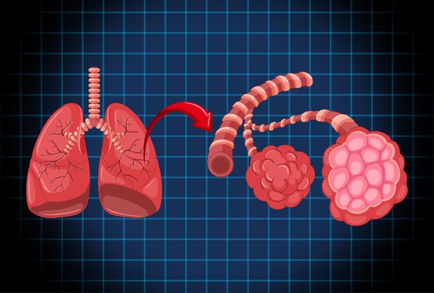 Órgano interno humano con pulmones