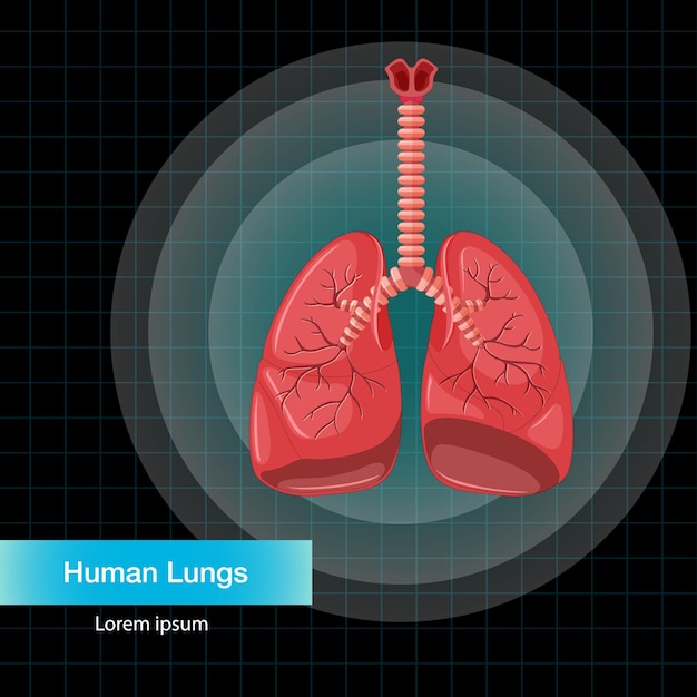 Órgano interno humano con pulmones