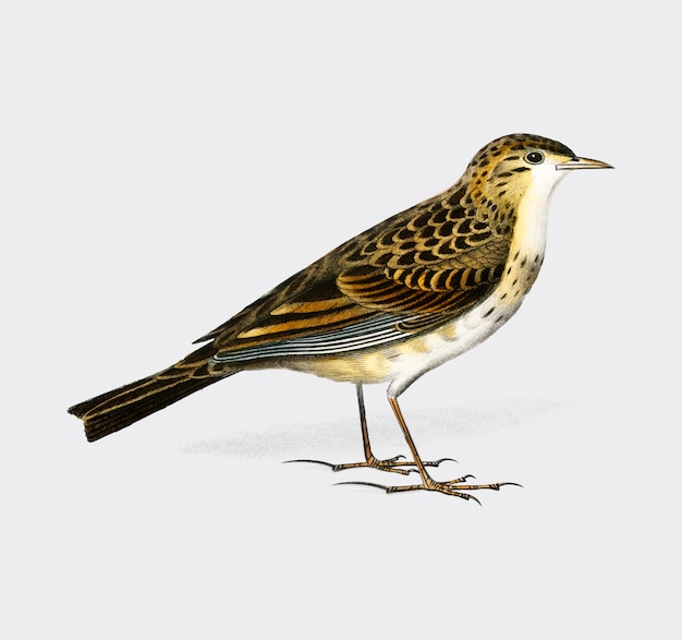 Vector gratuito richards pipit