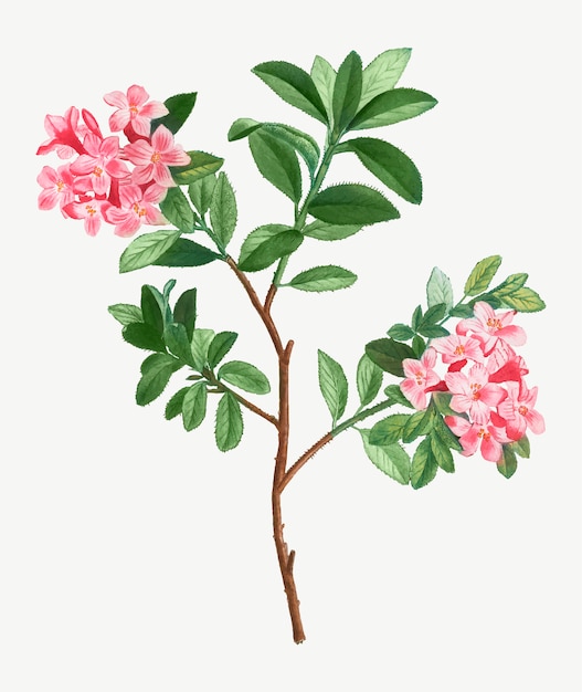 Rododendro rosado en flor