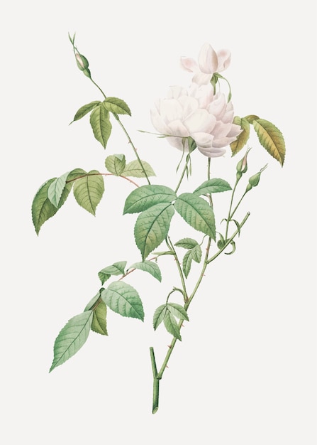 Rosa de bengala blanca en flor