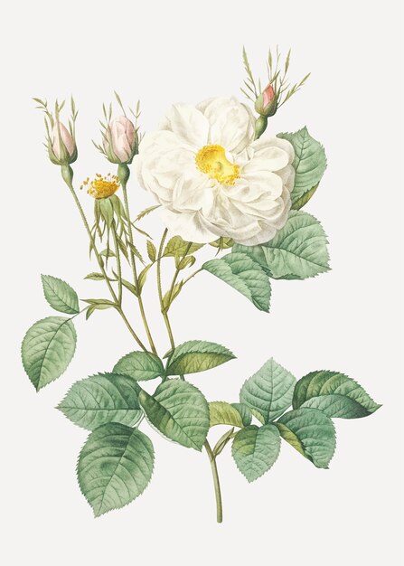 Rosa blanca de york