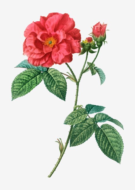 Rosa de boticario