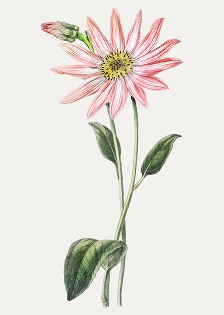 Rosa cónica