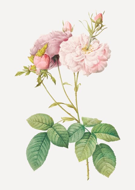 Rosa damasco rosa