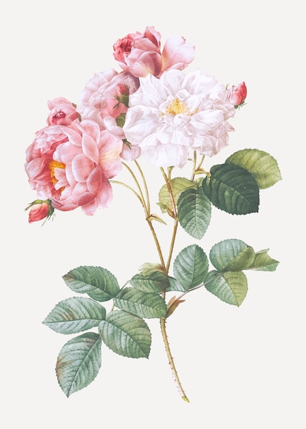 Rosa damskus rosa