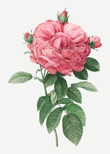 Vector gratuito rosa gigante francesa