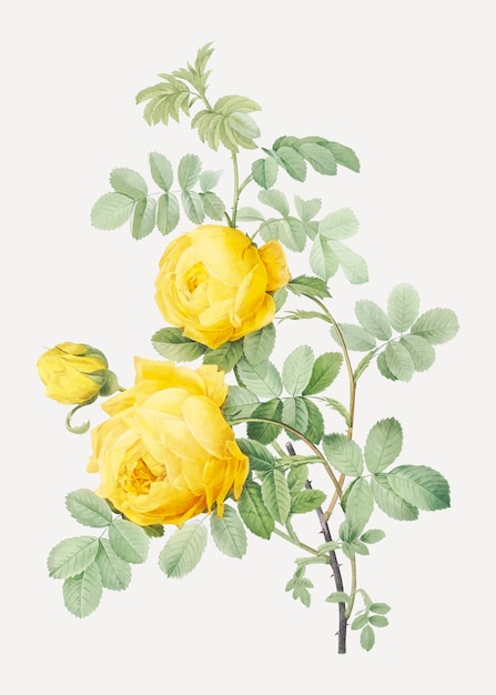 Rosa hemisphaerica, también conocida como rosa amarilla de azufre (Rosa sulfurea) de Les Roses (1817–1824)