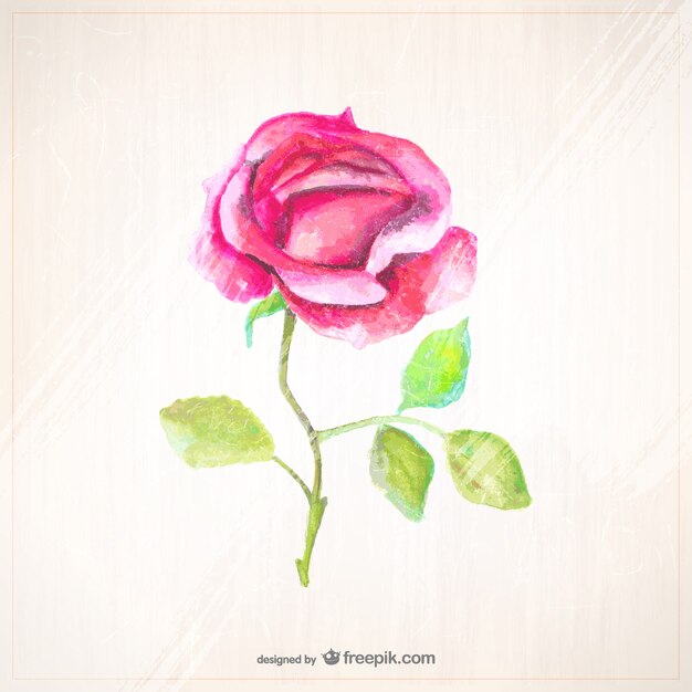 Rosa pintada con acuarela