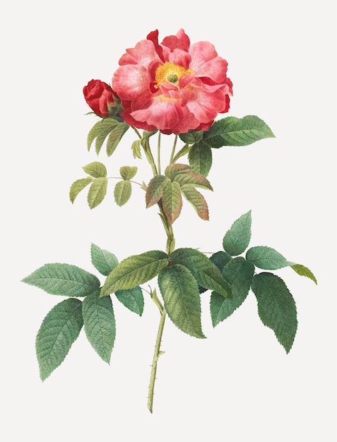 Rosa rosa