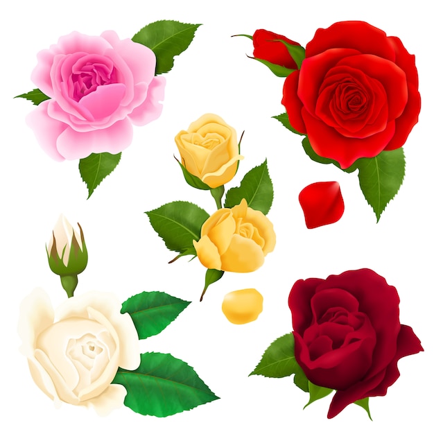 Vector gratuito rosa set realista de flores con diferentes colores y formas aisladas.