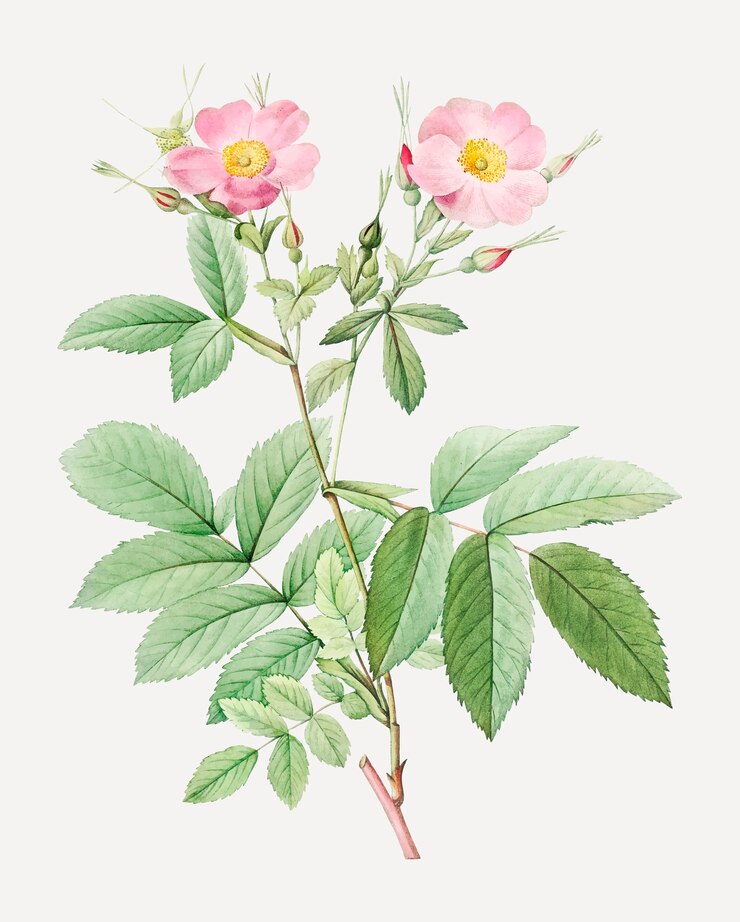 Vector gratuito rosas alpinas de color rosa
