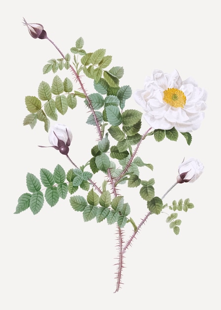 Rosas blancas de Burnet