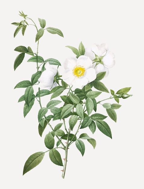 Rosas blancas en flor