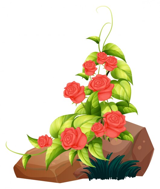 Rosas rojas y rocas en blanco