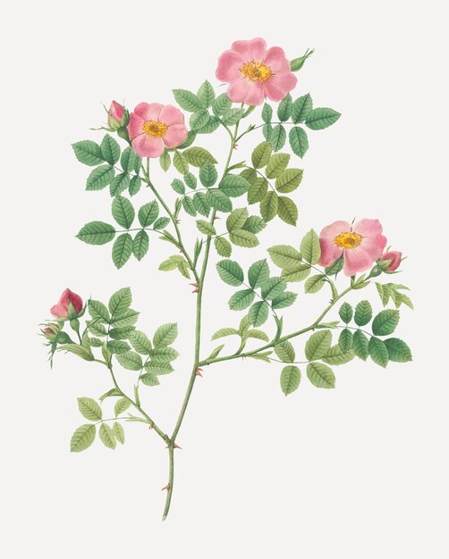 Rosas rosadas en flor