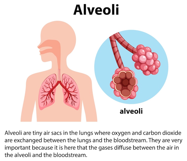 Vector gratuito sacos minúsculos de los alvéolos en pulmones con explicación