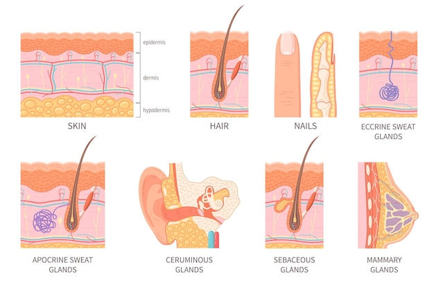 Vector gratuito sección transversal de la estructura de la capa de la epidermis humana con vasos sanguíneos del folículo piloso y glándulas iconos aislados ilustración vectorial plana