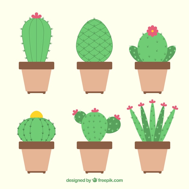 Vector gratuito seis cactus diferentes