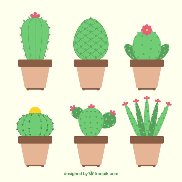 Seis cactus diferentes