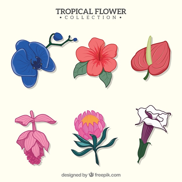 Seis flores tropicales dibujados a mano