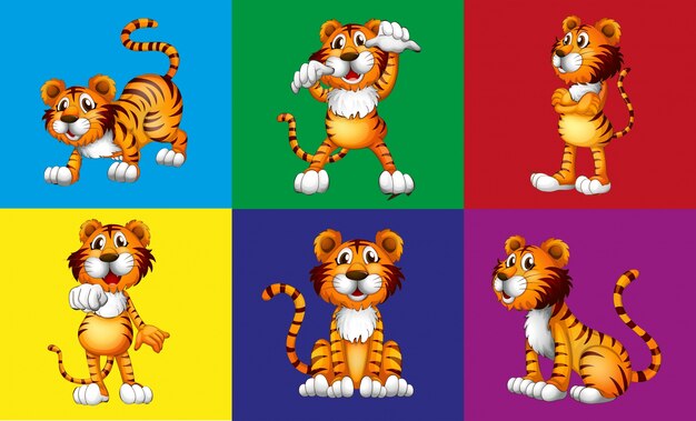 Seis posiciones diferentes de lindo tigre