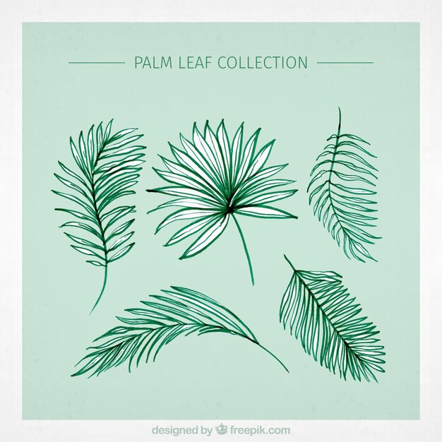 Selección de hojas de palma decorativas