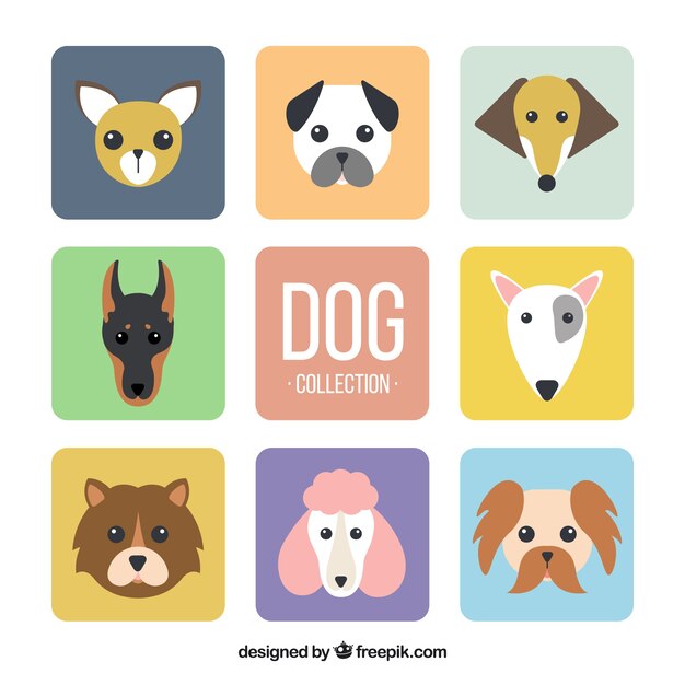 Selección de ocho perros planos con diferentes tipos de razas