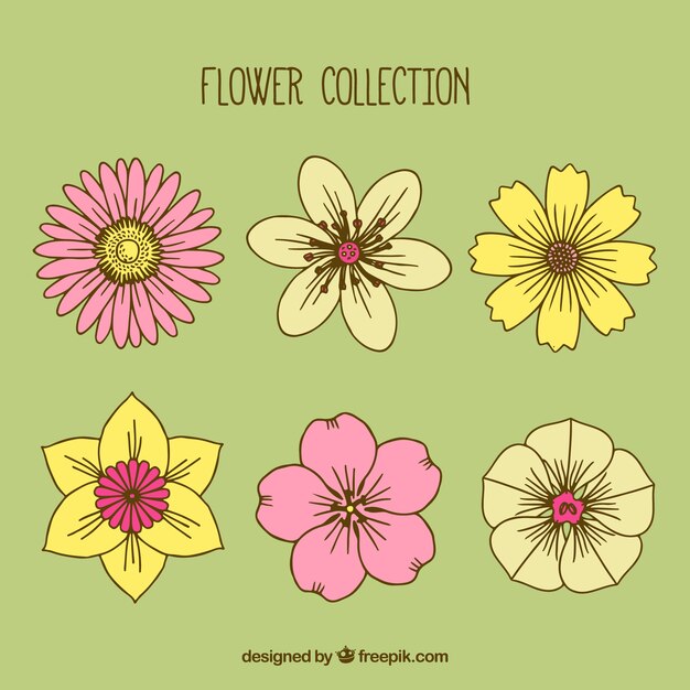 Selección de seis flores bonitas