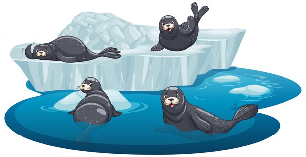 Sellos aislados en hielo