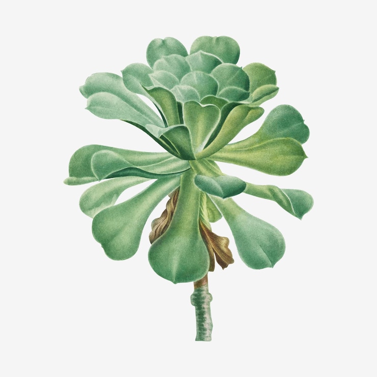 Vector gratuito sempervivum canariense vintage