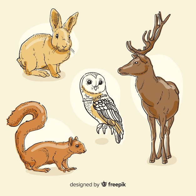 Set de animales del bosque otoñal dibujados
