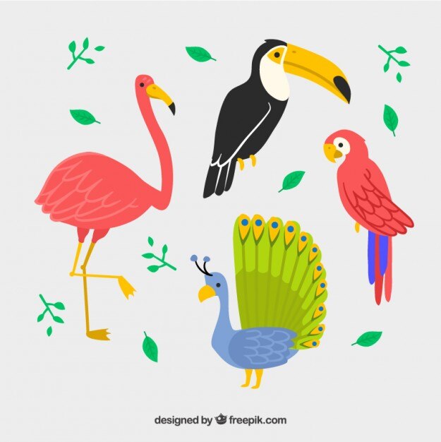 Set de aves exóticas dibujadas a mano