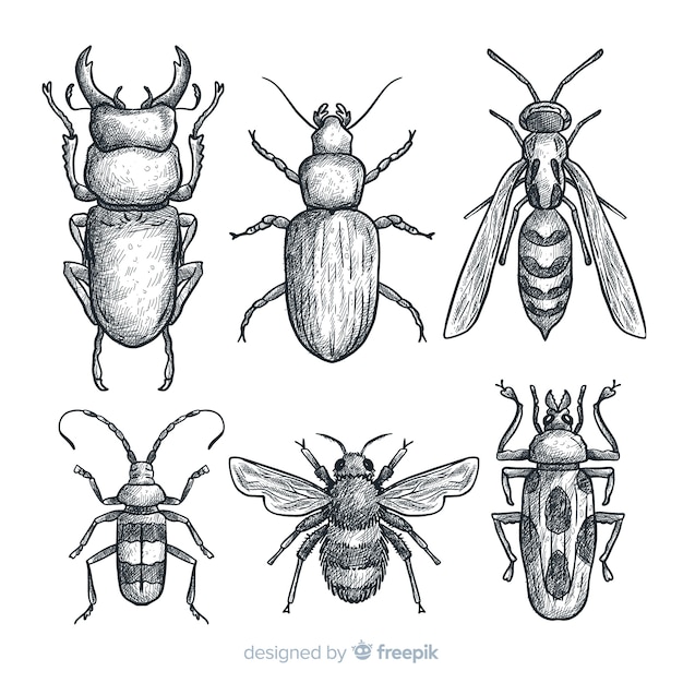 Set bocetos de insectos realistas dibujados a mano