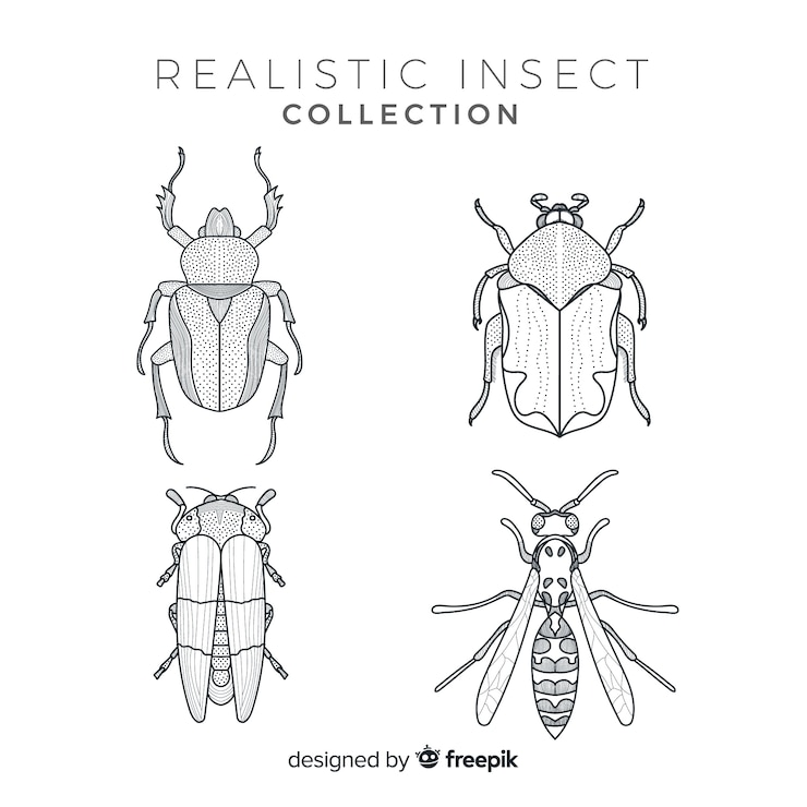 Vector gratuito set bocetos de insectos realistas dibujados a mano