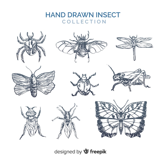 Set bocetos de insectos realistas dibujados a mano
