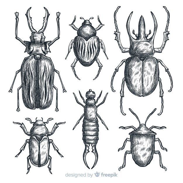 Set bocetos de insectos realistas dibujados a mano