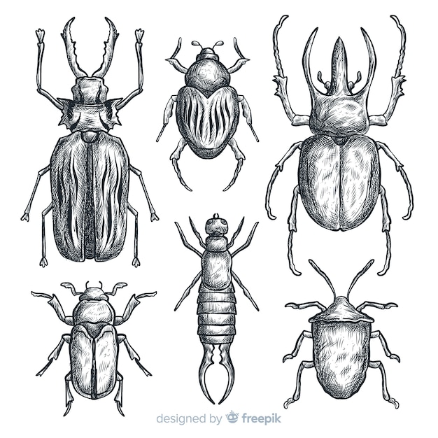 Set bocetos de insectos realistas dibujados a mano