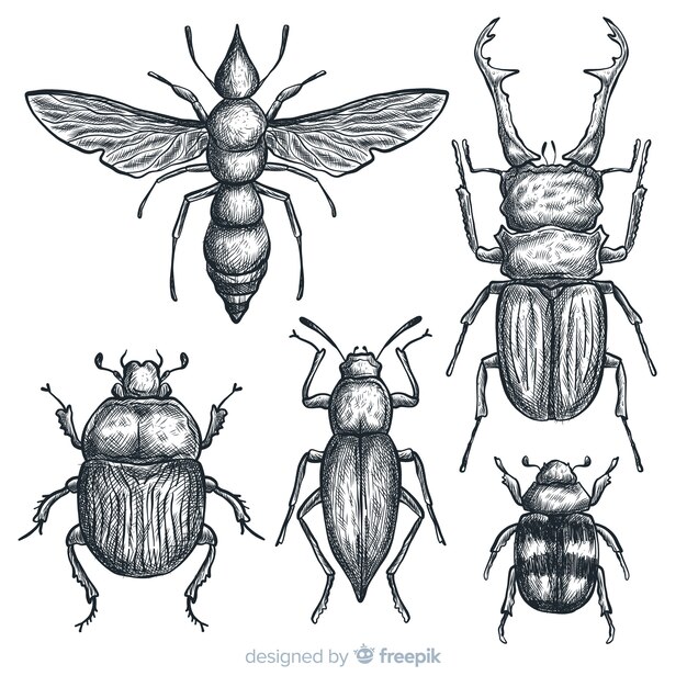 Set bocetos de insectos realistas dibujados a mano