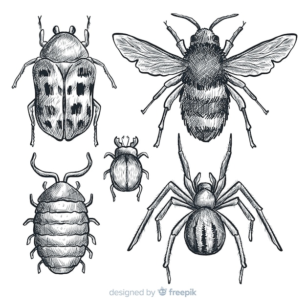 Set bocetos de insectos realistas dibujados a mano