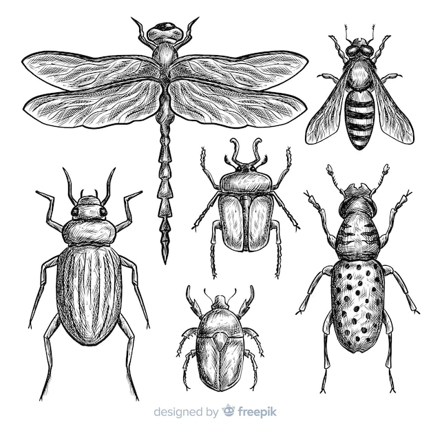 Set bocetos de insectos realistas dibujados a mano
