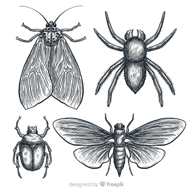 Set bocetos de insectos realistas dibujados a mano
